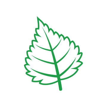 Birch or aspen leaf isolated green tree leafage. Vector elm or alder foliage, organic plant