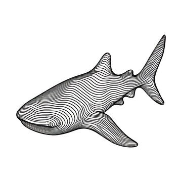 PNG Abstract line art shark illustration.