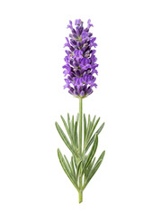 Fototapeta premium Fresh purple lavender sprig with green leaves, isolated on white background. Botanical beauty for herbal and nature designs