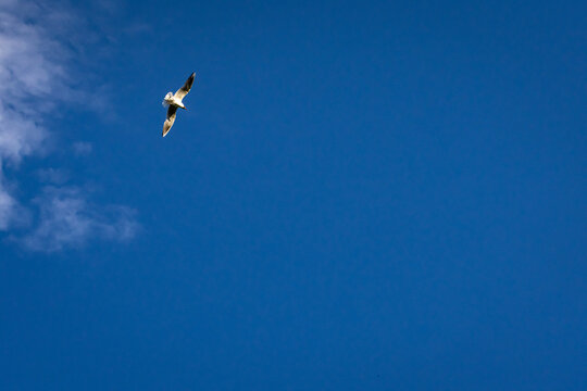 Gull banks gracefully against deep blue with a wisp of cloud nearby showcasing agility clarity and space a versatile scene for banners backgrounds motivation quotes and editorial use