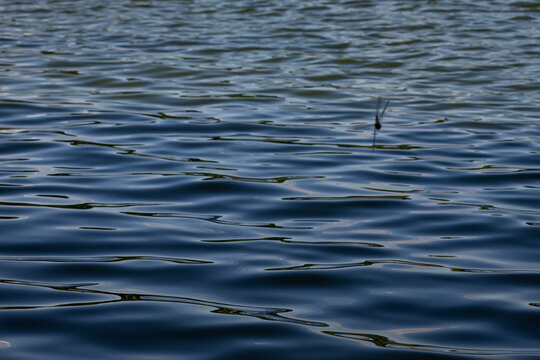 Rippling lake surface reflects late light while a dragonfly hovers above the water adding a fleeting wild detail to an abstract natural texture useful for backgrounds prints and design