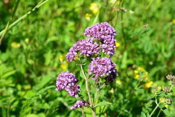 Blooming Oregano Flowers in a Sunny Meadow Origanum vulgare © Irina