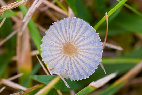 macro photo of Parasola plicatilis mushroom (also known as folded dew fungus).