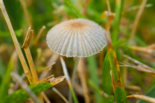 macro photo of Parasola plicatilis mushroom (also known as folded dew fungus).