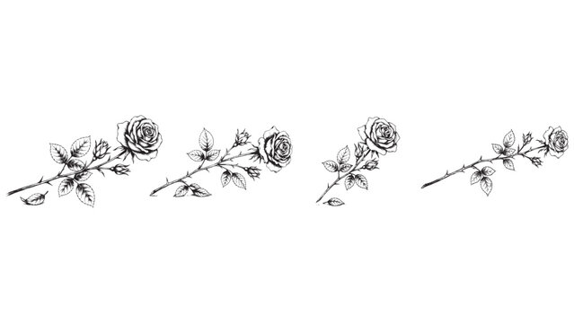 Four detailed hand drawn rose stems with thorns leaves and buds arranged horizontally as elegant decorative design elements for invitations and greeting cards.