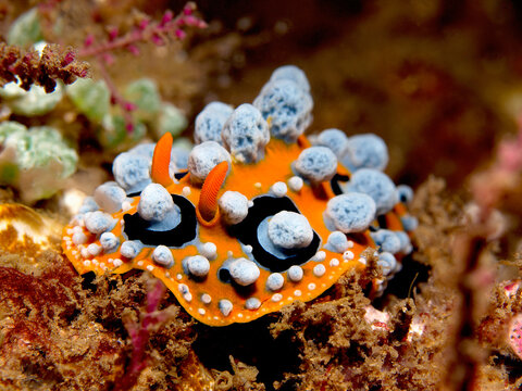 Ocellated wart slug on tropical coral reef, Raja Ampat, Indonesia