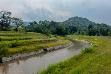 Fototapeta premium Green Rice Fields with Mountain View in Nanggulan Kulon Progo Yogyakarta
