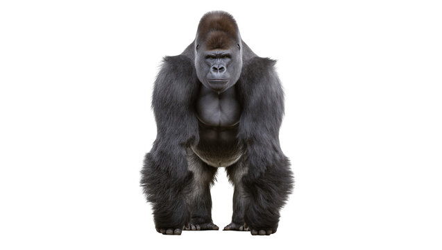 Silverback gorilla standing front view muscular body dark fur