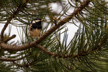 Close up view of small coal tit bird perched on pine branch looking at camera © Mariia RUMEX