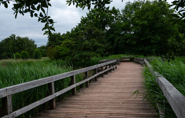 Obraz premium Wooden walkway through reed landscape – Britzer Garten, Berlin (early summer 2026)