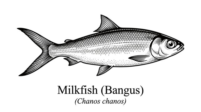 Milkfish Chanos chanos fish vector illustration in engraved style