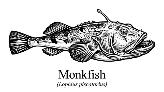 Monkfish illustration in vintage engraving style