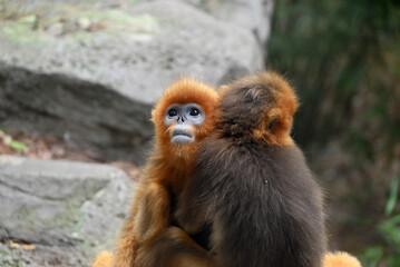 Naklejka premium Two golden snub-nosed monkeys embrace closely, one facing forward with an expressive look while the other’s back is turned