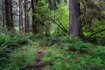 Obraz premium Lush green foliage as seen from the Hot Rainforest in Olympic National Park in Washington State.