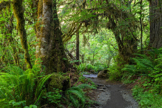 Lush green foliage as seen from the Hot Rainforest in Olympic National Park in Washington State.
