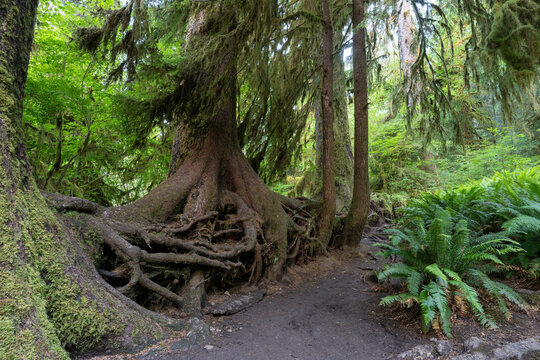 Lush green foliage as seen from the Hot Rainforest in Olympic National Park in Washington State.