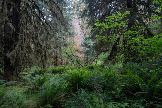 Lush green foliage as seen from the Hot Rainforest in Olympic National Park in Washington State.