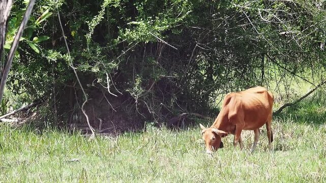 Brown cow grazing in green countryside field, pasture meadow grass near tree shade, peaceful rural agriculture landscape scene with cattle