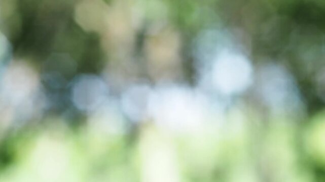 Green leaf sunlight bokeh blur background abstract soft focus with bright natural light through foliage and tree, gentle outdoor nature backdrop