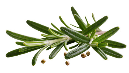 Fototapeta premium Fresh rosemary sprigs with seeds on white