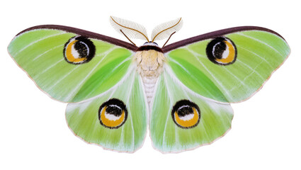 Green Luna Moth with Eye Spots © Ophelia