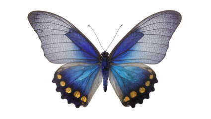 Blue morpho butterfly with iridescent wings and golden spots © Ophelia