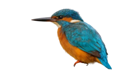Fotobehang IJsvogel Common Kingfisher bird with vibrant blue and orange plumage  © Ophelia