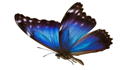 Blue Morpho butterfly with iridescent wings and white spots © Ophelia