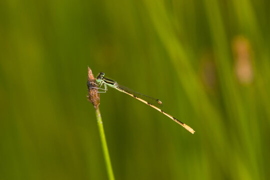06323-002.02 Citrine Forktail (Ischnura hastata) male in wetland, Marion Co. IL