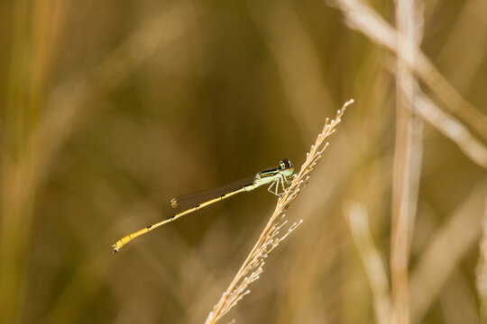 06323-00207 Citrine Forktail (Ischnura hastata) damselfly male Marion Co. IL