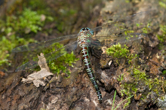 06370-00206 Swamp Darner (Epiaeschna heros) female ovipositing laying eggs on log in water, Marion Co., IL