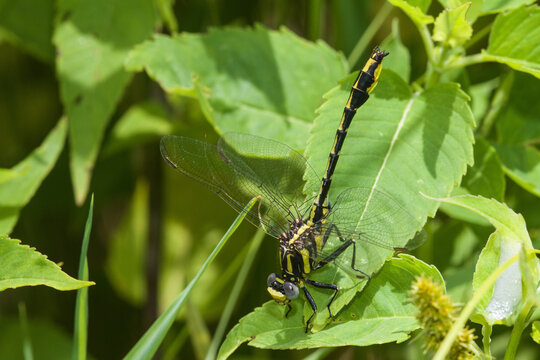 06425-00103 Pronghorn Clubtail Dragonfly (Phanogomphus graslinellus) male, Coles Co., IL