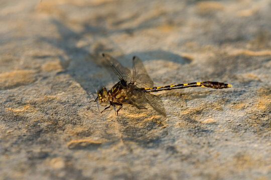 06474-001.08 Common Sanddragon (Progomphus obscurus) male, Fulfer Creek, Wildcat Hollow State Habitat Area, Effingham Co. IL
