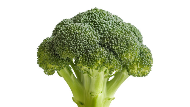 Fresh green broccoli head with thick stem