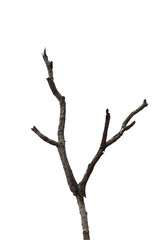 Fototapeta premium Dead branch with cracked bark isolated on transparent background.