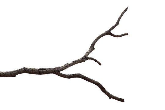 Dead branch with cracked bark isolated on transparent background.