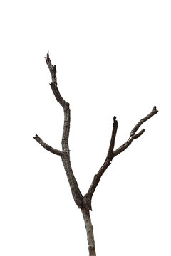 Dead branch with cracked bark isolated on transparent background.