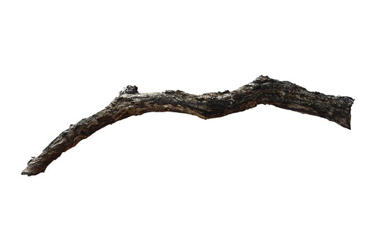 Dead branch with cracked bark isolated on transparent background.