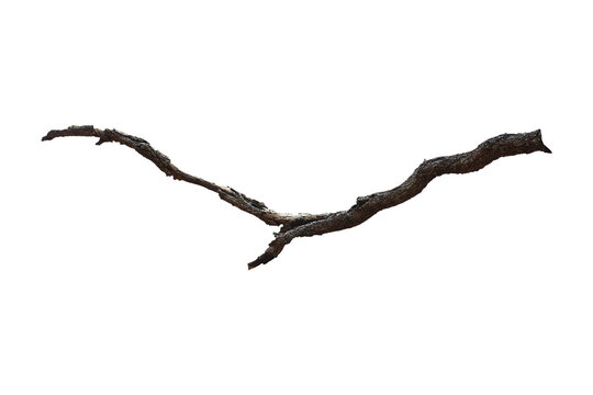 Dead branch with cracked bark isolated on transparent background.