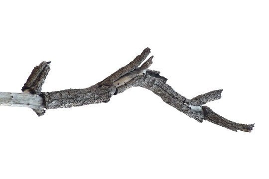 Dead branch with cracked bark isolated on transparent background.