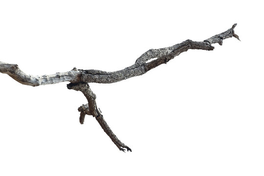 Dead branch with cracked bark isolated on transparent background.