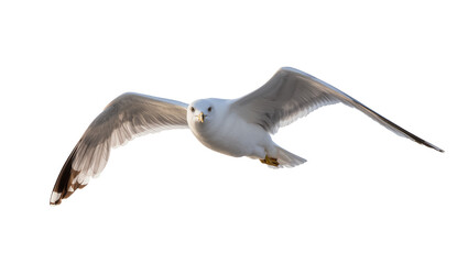 Obraz premium Seagull bird flying with wings spread wide