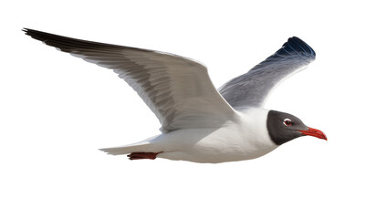 Obraz premium Black headed gull in flight with wings spread