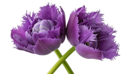 Two purple fringed parrot tulips with green stems © Lukas