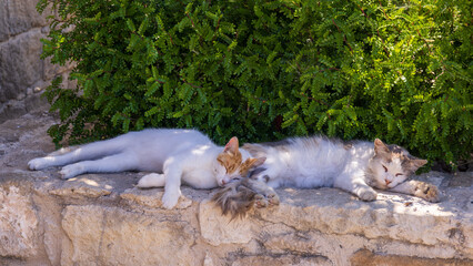 Two Stray Cats Resting Together on Stone Wall in Cyprus © Mariia RUMEX