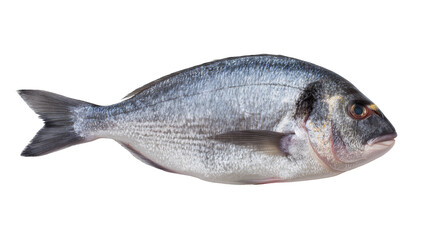 Fototapeta premium Whole raw sea bream fish with silver scales and dark fins