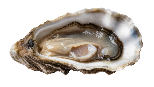 Fresh raw oyster with glistening meat and shell