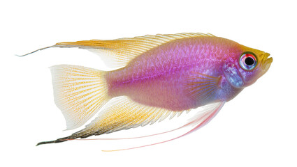 Small pink and yellow aquarium fish with long fins © Laura