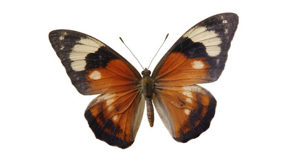 Orange and black butterfly with white spots on wings © Lukas