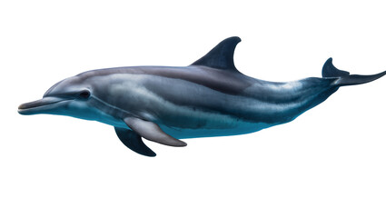 Fototapeta premium Gray dolphin swimming side view, detailed skin texture